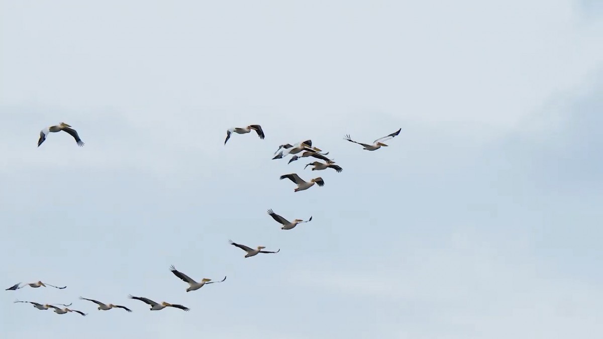 Пеликаны над астраханскими степями. 2021.10.11.jpg