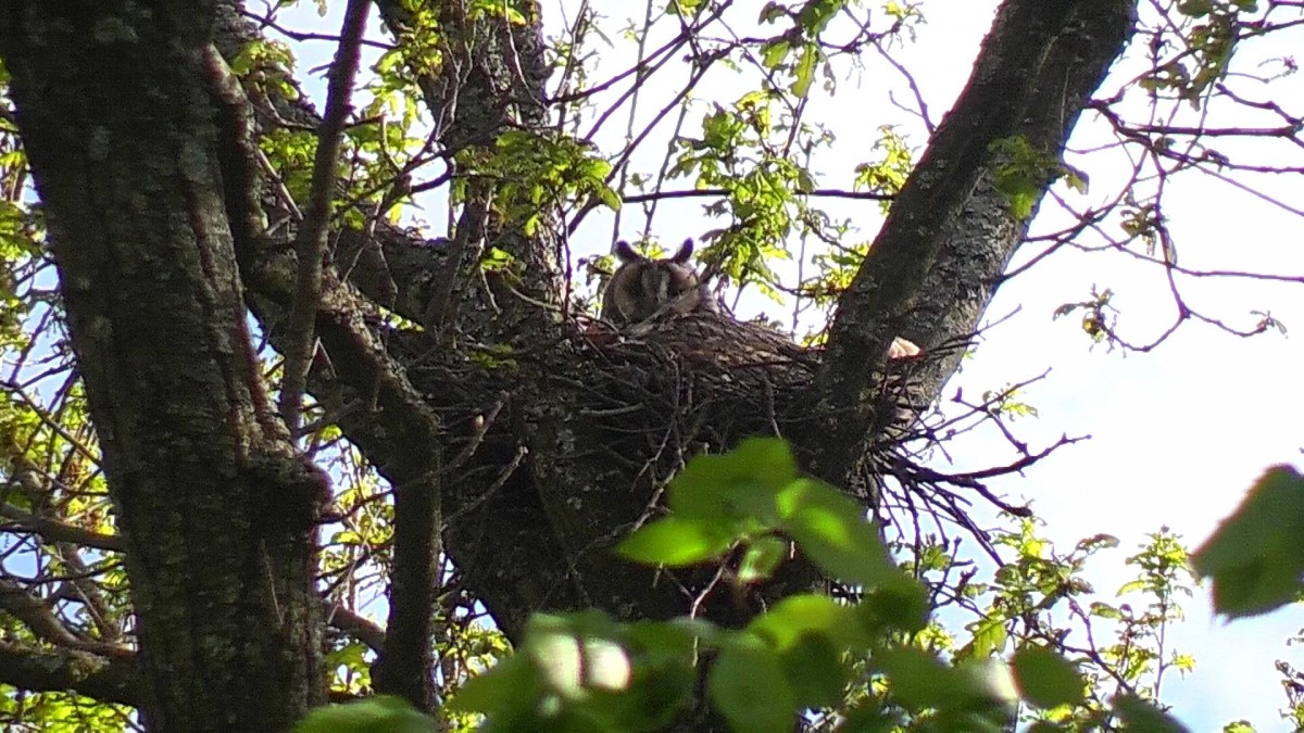 Ушастая сова на гнезде, Барковка 21.05. 2022г..MTS_000025152.jpg